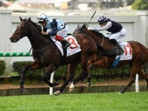 Tarzan to head to Sydney after Doomben win