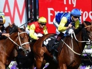 Le Romain, Redzel trial at Gosford