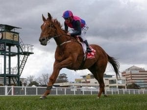 Vega Magic closes in on spring return