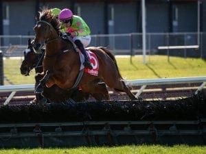 Cougar Express races to GN Hurdle success