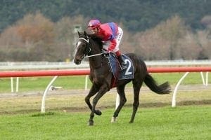 Verry Flash set to continue winning run