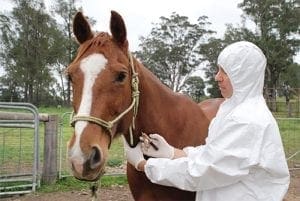 equine influenza