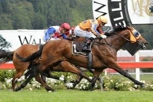 Age Of Fire joins Weir's Victorian stable