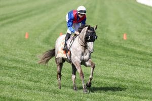 Benaud expected to fire in Caulfield Cup