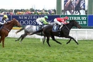 Pitman holds strong hand at Riccarton