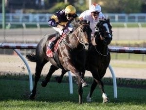 Unbeaten Brutal in Flemington Listed test