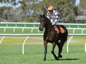 Flemington straight track to suit Hey Doc