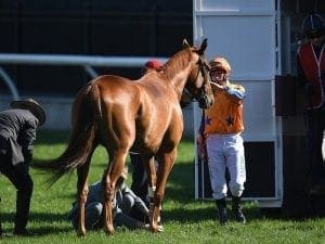 Gingernuts officially retired in NZ