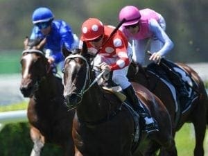 Sandbar ready for Golden test in Rose