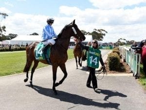 Two Sandown options for Dodging Bullets