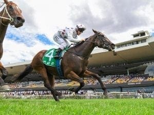 Golden Rose trial for Sunlight at Rosehill