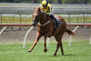 Grande Gallo impresses at Pukekohe