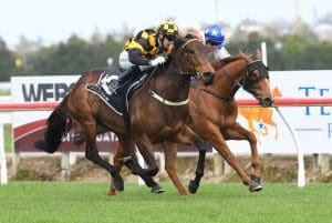 Luberon with Guineas on radar