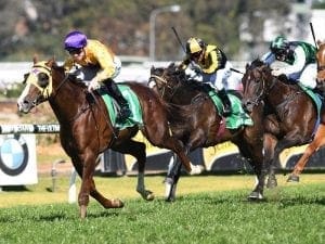 Gold Standard firms for Gr 1 Golden Rose