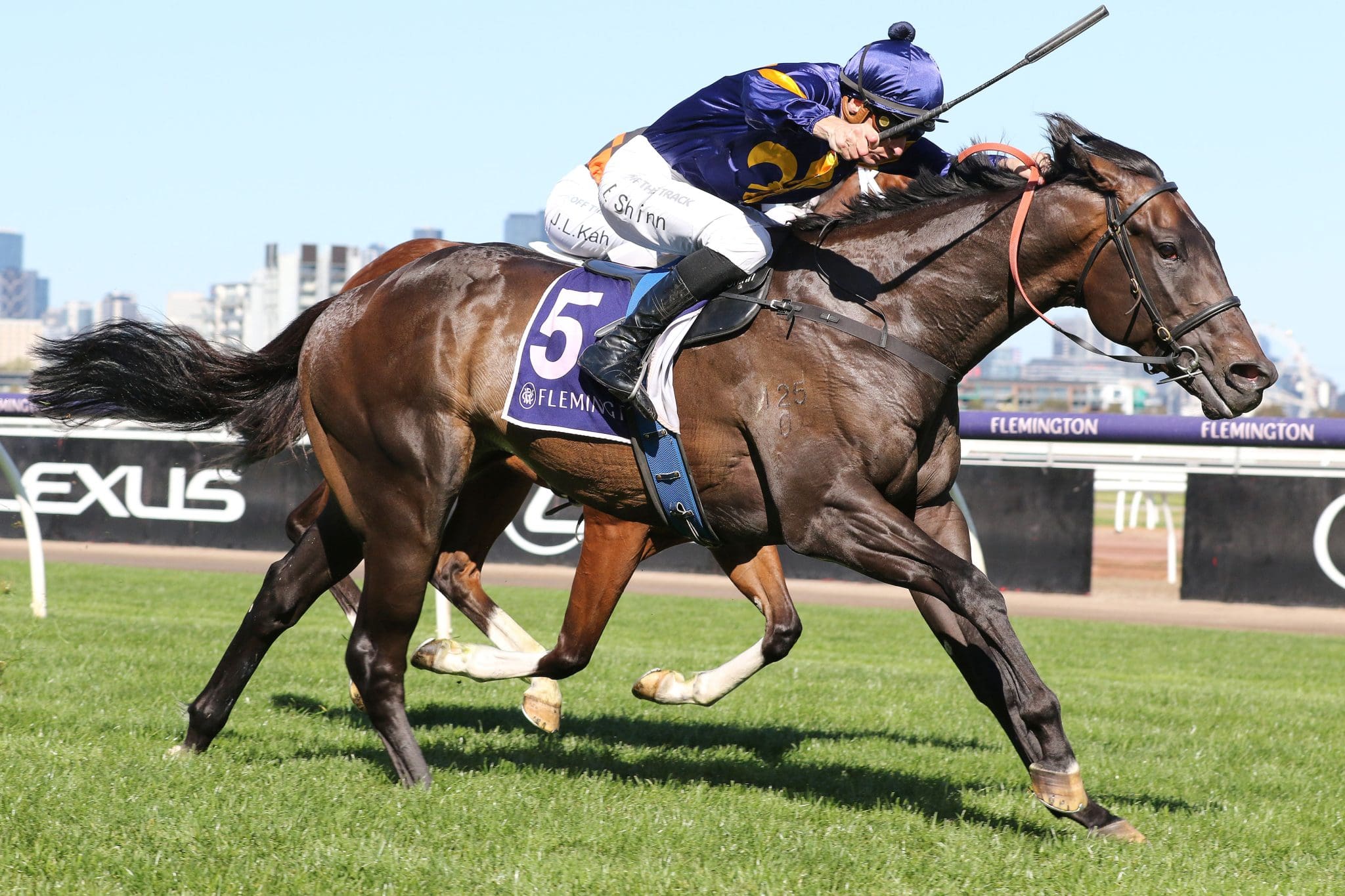 Group 1 options for Flemington winner Wolfy