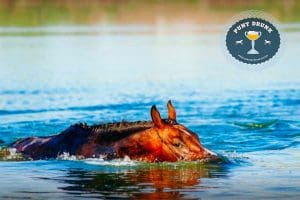 Horse in water