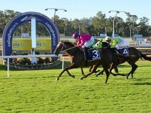 Rockhampton racing news