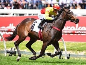 California Zimbol impresses at Caulfield