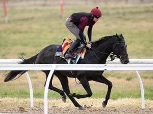 Team Williams strong Caulfield Stakes hand