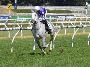 Epsom favourite D'Argento draws gate one