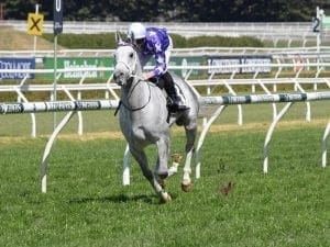 D'Argento primed for Epsom Handicap