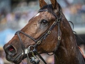 Freedman stable divided over $13m Everest