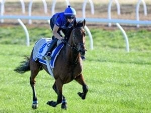 Qewy among field of seven for Bendigo Cup