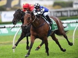 Big Duke poised for Royal Randwick major