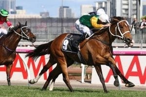 Shillelagh seeking further Victorian riches