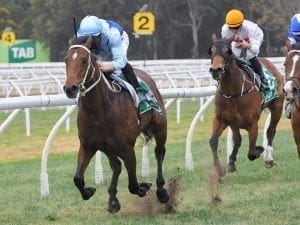 Wet Randwick no worry for Tarka