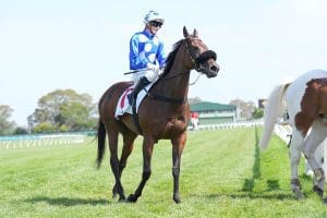 Wrote To Arataki chasing another Geoffrey Bellmaine triumph